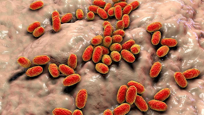 Bacteria Bordetella pertussis